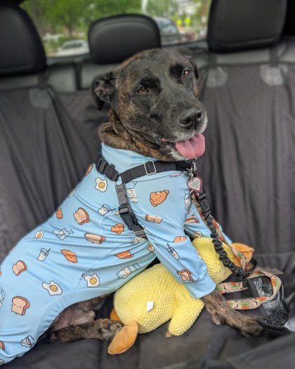 GRANITE - Pit Bull Terrier / Mix available for adoption