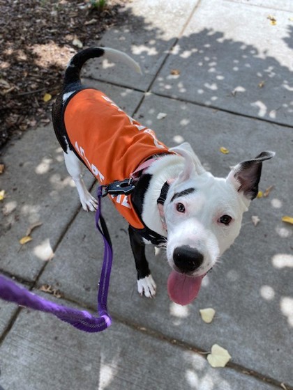 AVRIL - Pit Bull Terrier / Mix available for adoption