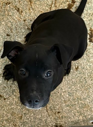 KIRK - Terrier / Mix available for adoption