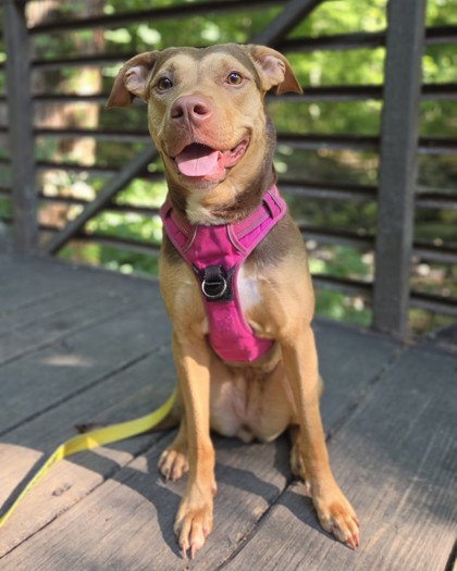 RUPER - Mixed Breed, Medium (up to 44 lbs fully grown) / Mix available for adoption