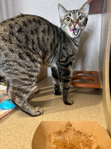 BABY - Domestic Shorthair / Mix available for adoption