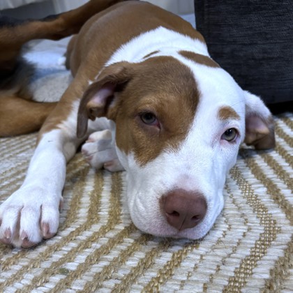 BONITA - Terrier / Mix available for adoption