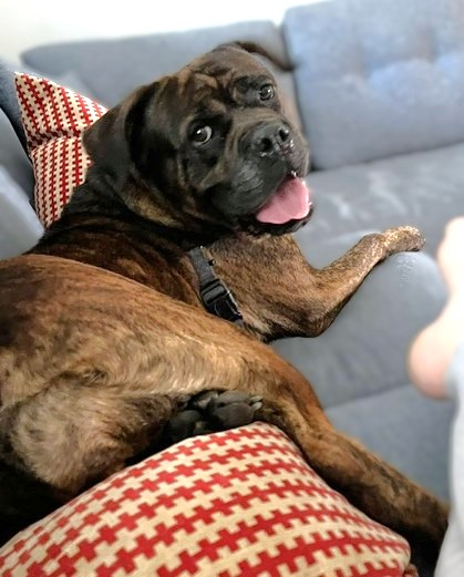 CHI CHI - Mastiff / Mix available for adoption