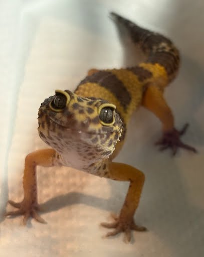 PEARL - Lizard / Lizard available for adoption