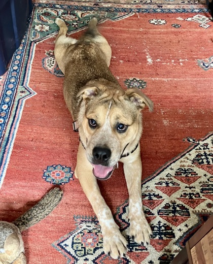 BIGGIE - Bulldog / Mix available for adoption