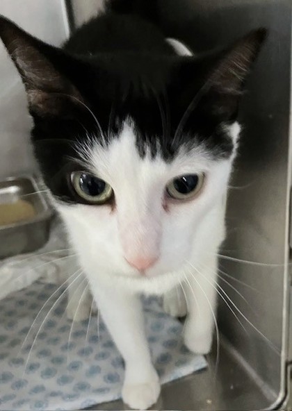 BLUEY - Domestic Shorthair / Mix available for adoption
