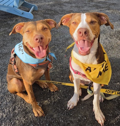 CHARLEY - Mixed Breed, Medium (up to 44 lbs fully grown) / Mix available for adoption
