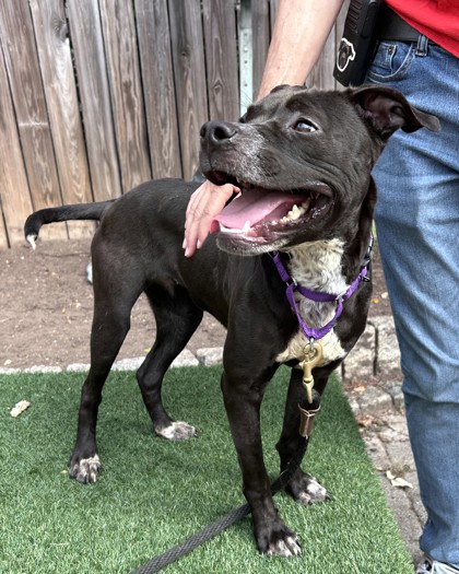 YAPPY GILMORE - Pit Bull Terrier / Mix available for adoption