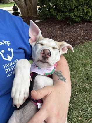 JIA LI - Mixed Breed, Medium (up to 44 lbs fully grown) / Mix available for adoption