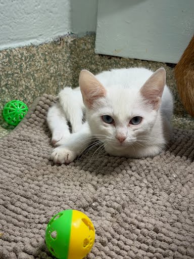 MUFFIN - Domestic Shorthair / Mix available for adoption