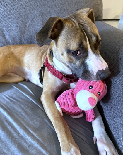OLIVE - Boxer / Mix available for adoption