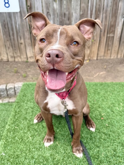 EARL - Pit Bull Terrier / Mix available for adoption