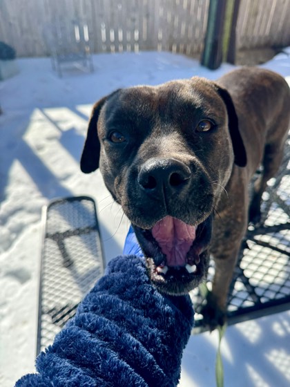 BUELLA - Boxer / Mix available for adoption