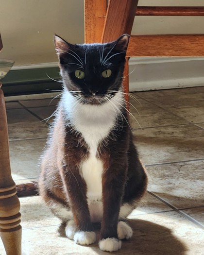 EVE - Domestic Shorthair / Mix available for adoption