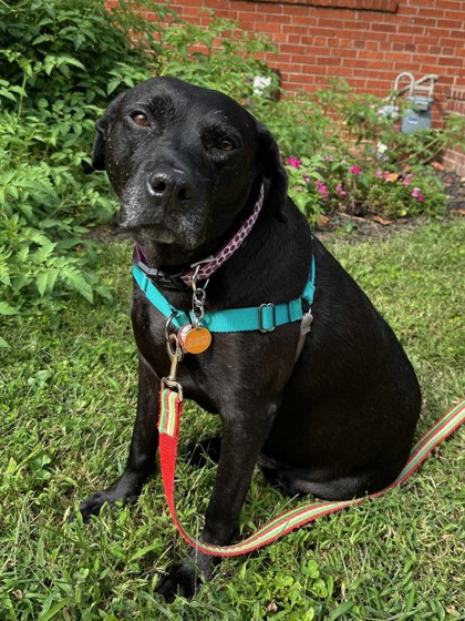 MISS BEA - Labrador Retriever / Mix available for adoption