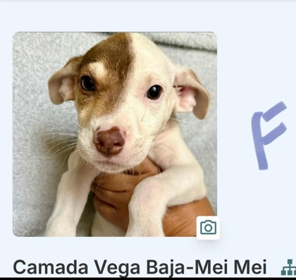 MEI MEI - Mixed Breed, Medium (up to 44 lbs fully grown) / Mix available for adoption