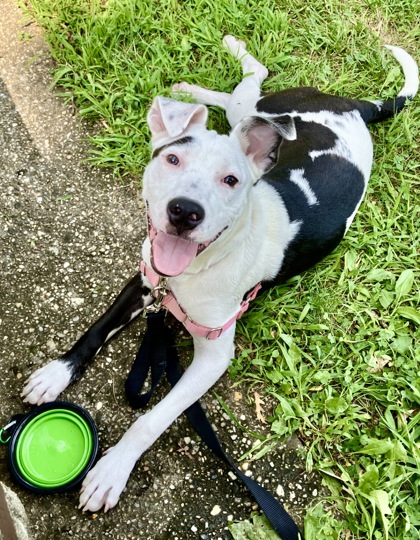 AVRIL - Pit Bull Terrier / Mix available for adoption