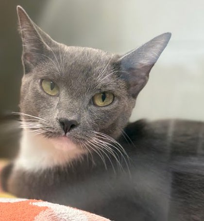BUD - Domestic Shorthair / Mix available for adoption
