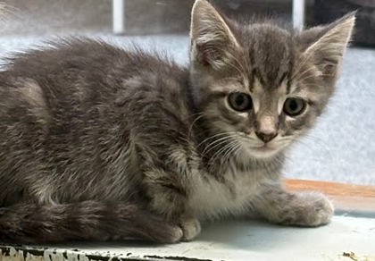 GRAVY - Domestic Shorthair / Mix available for adoption
