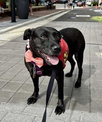MISS BEA - Labrador Retriever / Mix available for adoption