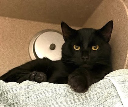 READY SPAGHETTI - Domestic Shorthair / Mix available for adoption