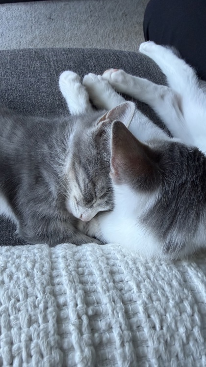 CAPTURE THE FLAG - Domestic Shorthair / Mix available for adoption