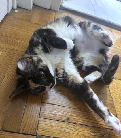 PANDY - Domestic Shorthair / Mix available for adoption