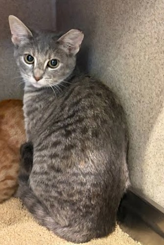 BOOK STORE - Domestic Shorthair / Mix available for adoption