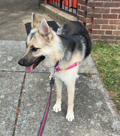 MINDY - German Shepherd / Mix available for adoption