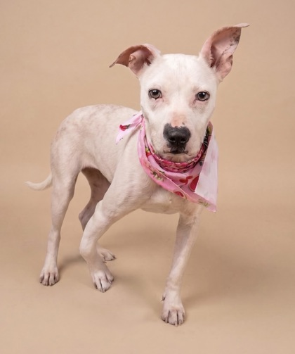 ZINNIA - Pit Bull Terrier / Mix available for adoption
