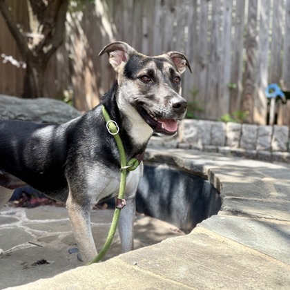 LORI - Shepherd / Mix available for adoption