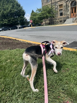 JIA LI - Mixed Breed, Medium (up to 44 lbs fully grown) / Mix available for adoption
