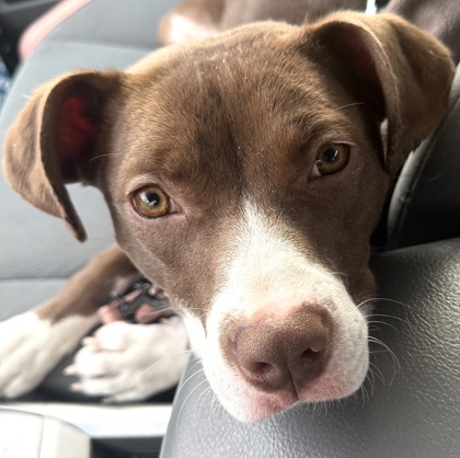 LAYLA - Mixed Breed, Medium (up to 44 lbs fully grown) / Mix available for adoption