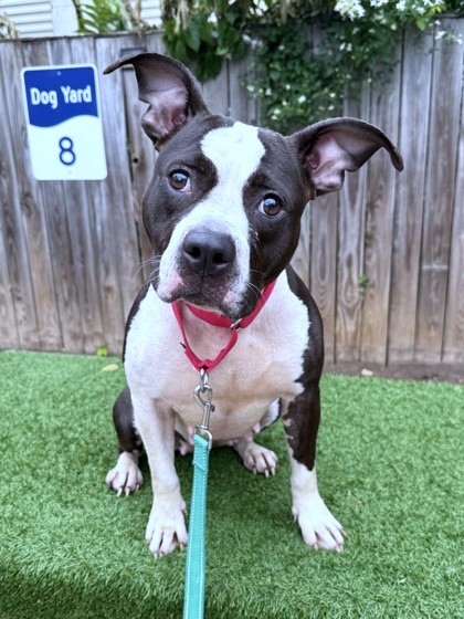 CIRCE - Pit Bull Terrier / Mix available for adoption