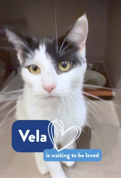 VELA - Domestic Shorthair / Mix available for adoption