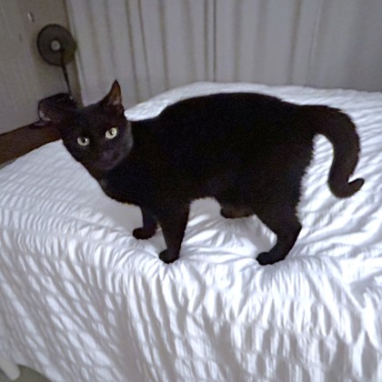 LACEY - Domestic Shorthair / Mix available for adoption
