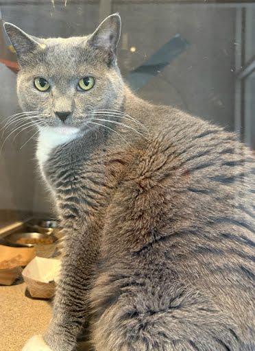 KARINA - Domestic Shorthair / Mix available for adoption