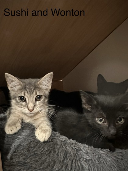 SUSHI - Domestic Shorthair / Mix available for adoption