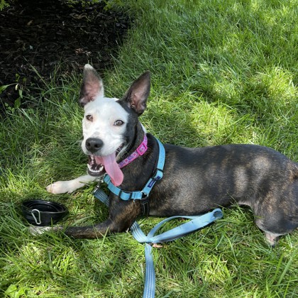 MINNIE - Mixed Breed, Medium (up to 44 lbs fully grown) / Mix available for adoption