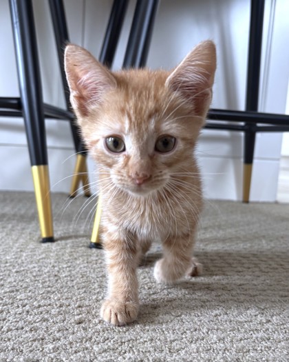 JELLYFISH - Domestic Shorthair / Mix available for adoption
