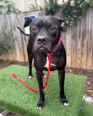 SHERLOCK - Boxer / Mix available for adoption