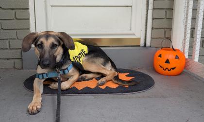 AUTUMN - German Shepherd / Mix available for adoption