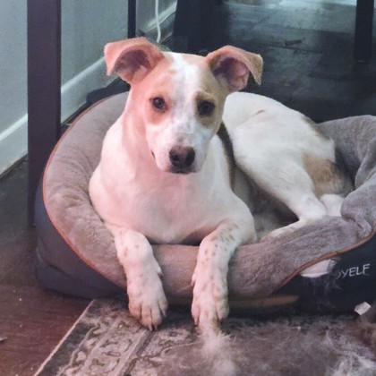 CREMA - Retriever / Mix available for adoption