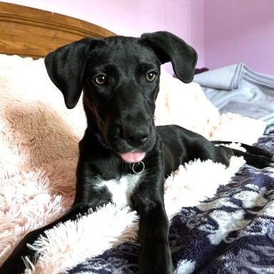RHIANNON - Labrador Retriever / Mix available for adoption