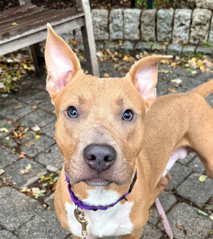 CURRY - Pit Bull Terrier / Mix available for adoption