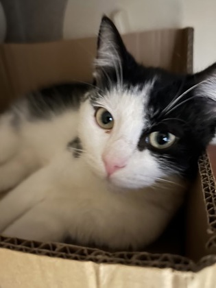 CASEY - Domestic Shorthair / Mix available for adoption