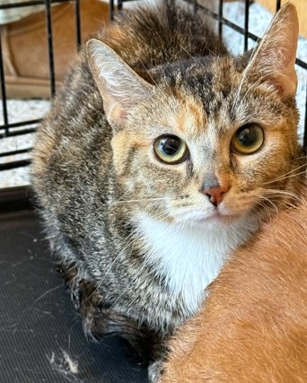 ARIES - Domestic Shorthair / Mix available for adoption