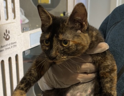 CLAUDIA - Domestic Shorthair / Mix available for adoption