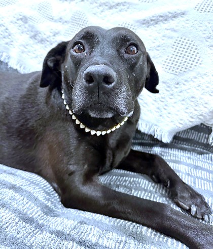 MISS BEA - Labrador Retriever / Mix available for adoption
