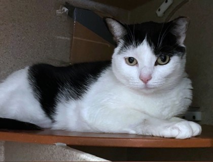 COCO PEACH - Domestic Shorthair / Mix available for adoption